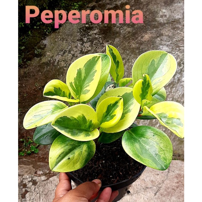 Peperomia Varigata