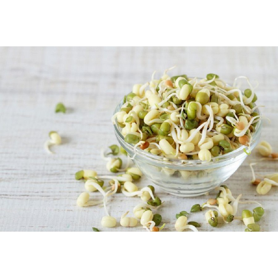 

TAUGE KACANG HIJAU PENDEK 100 gr