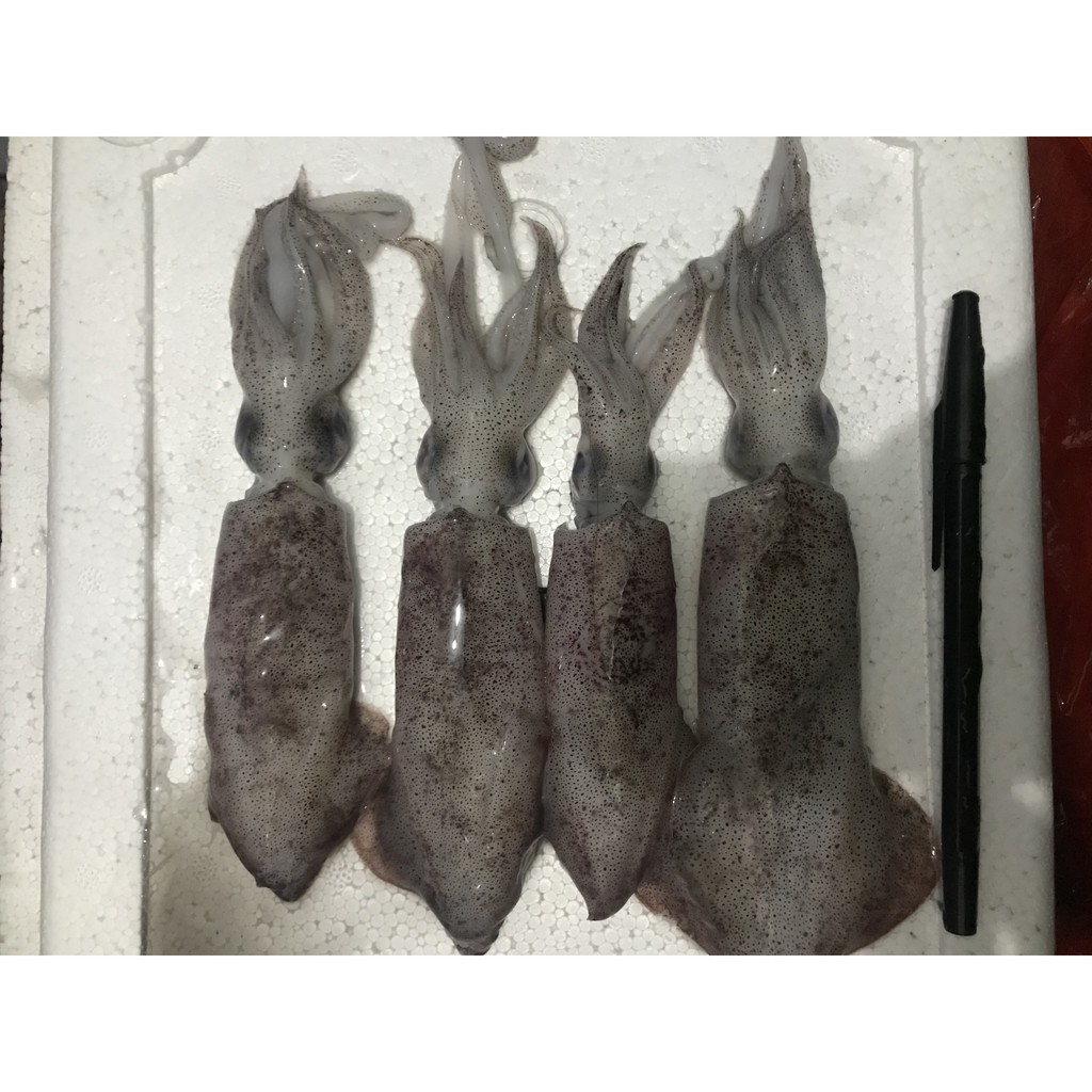 

Cumi Segar 1KG