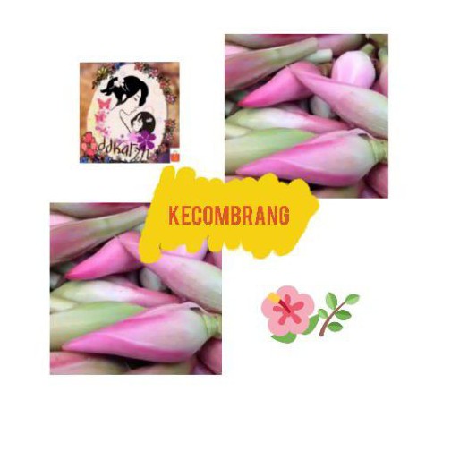 

1kg kecombrang/kincung
