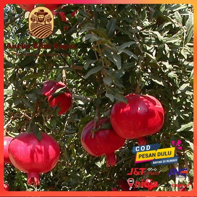 Bibit buah delima merah jumbo