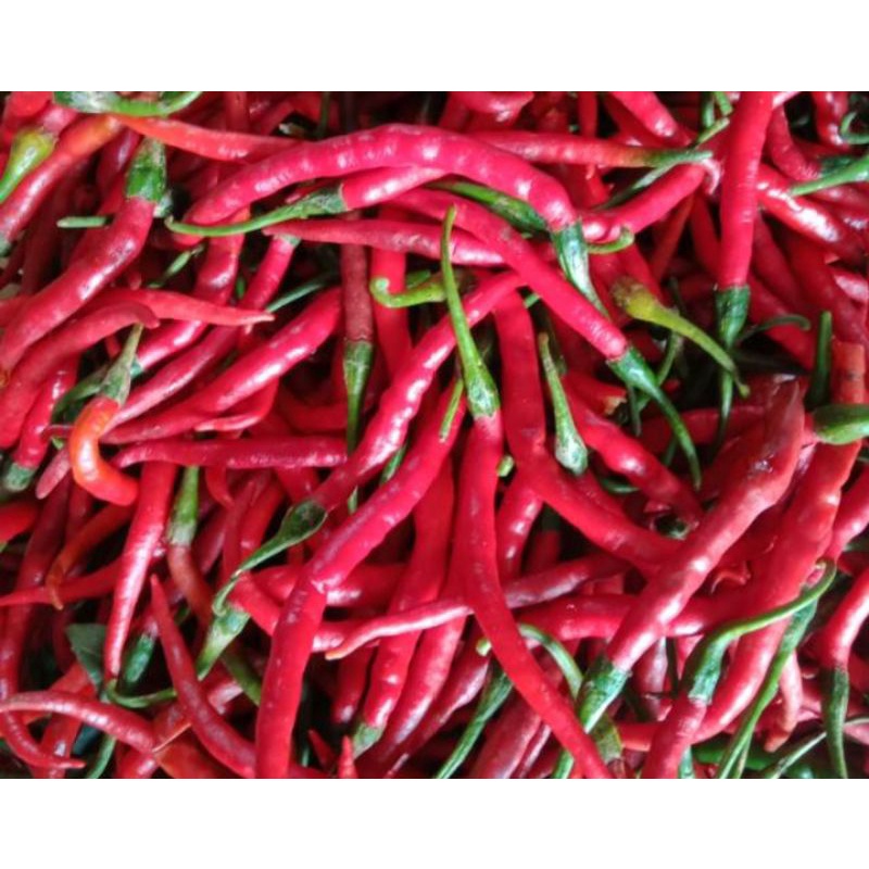 

Cabe Keriting Merah