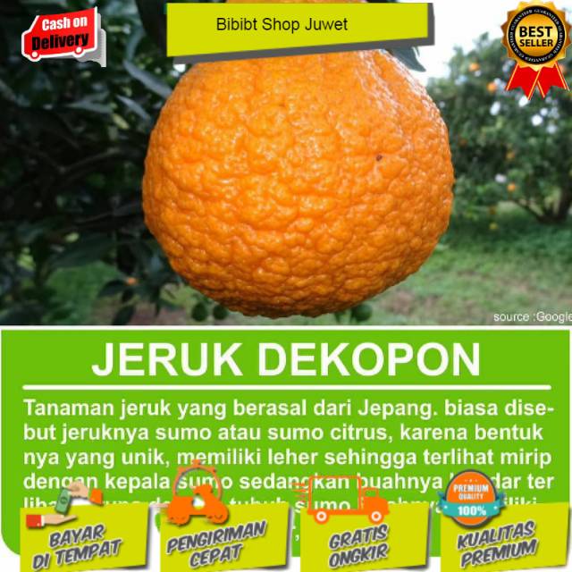 Bibit dekopon