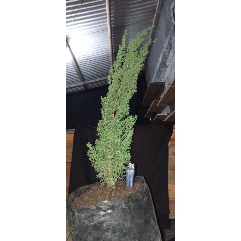 Bibit Bonsai Cemara Sargenti Jarum