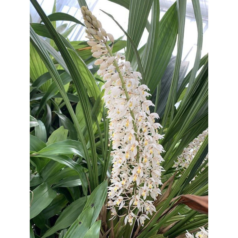 anggrek coelogyne multiflora