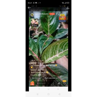 paket aglomema gren legacy dan hot ledy black