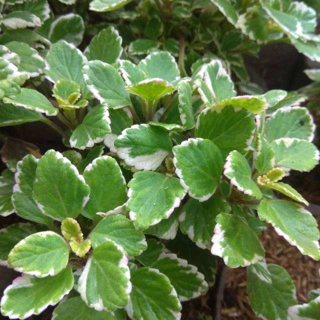 Tanaman hias miana  hidup murah miana gantung putih