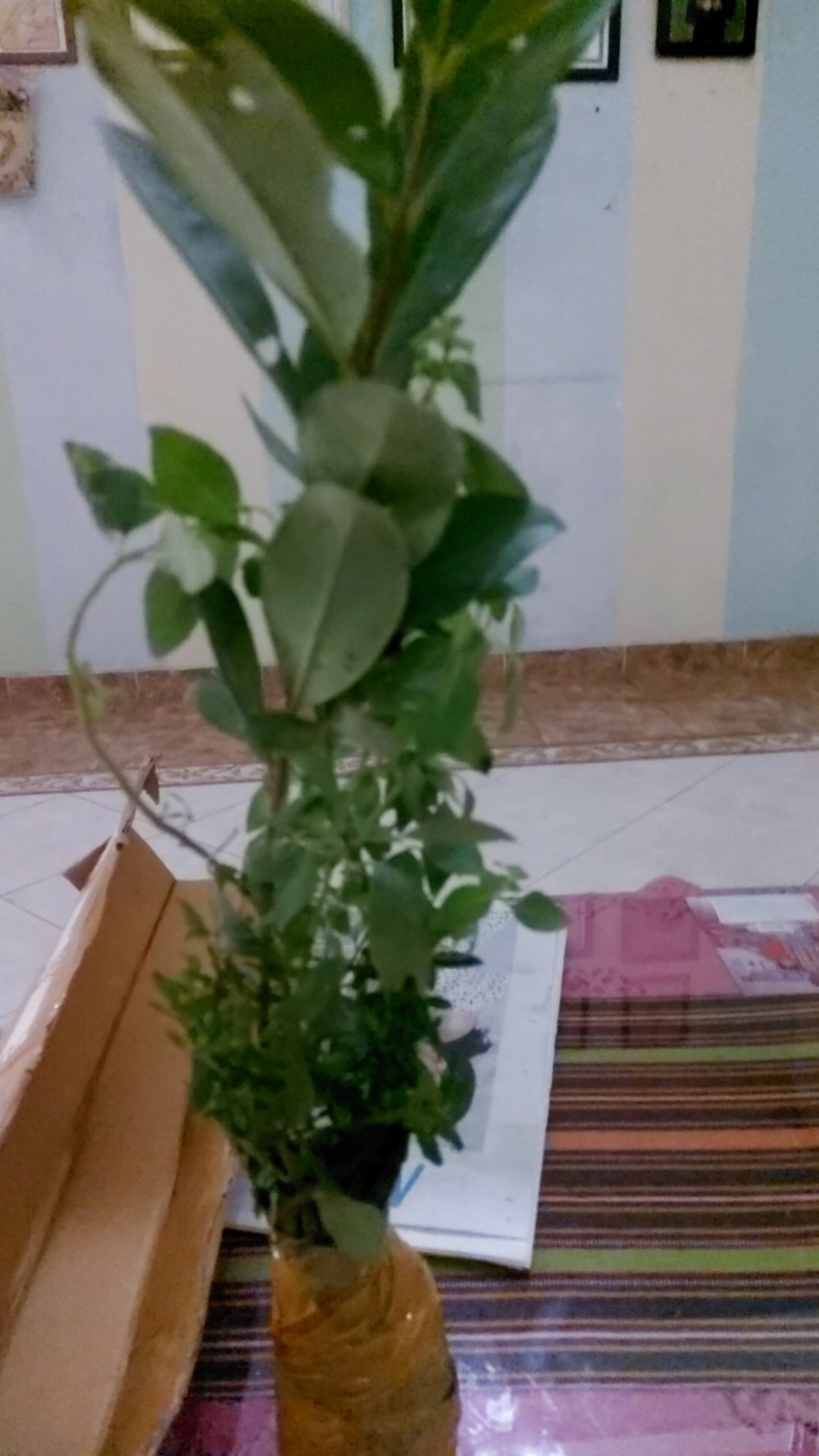 Bibit Buah Juwet Hitam