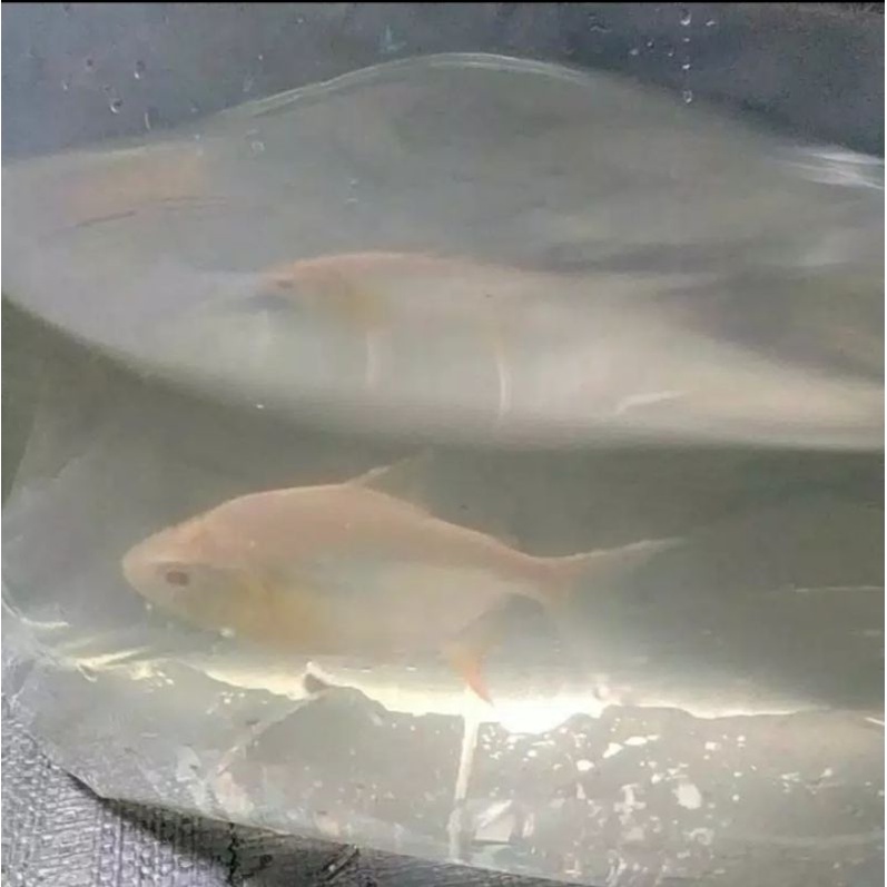 ikan pacu albino