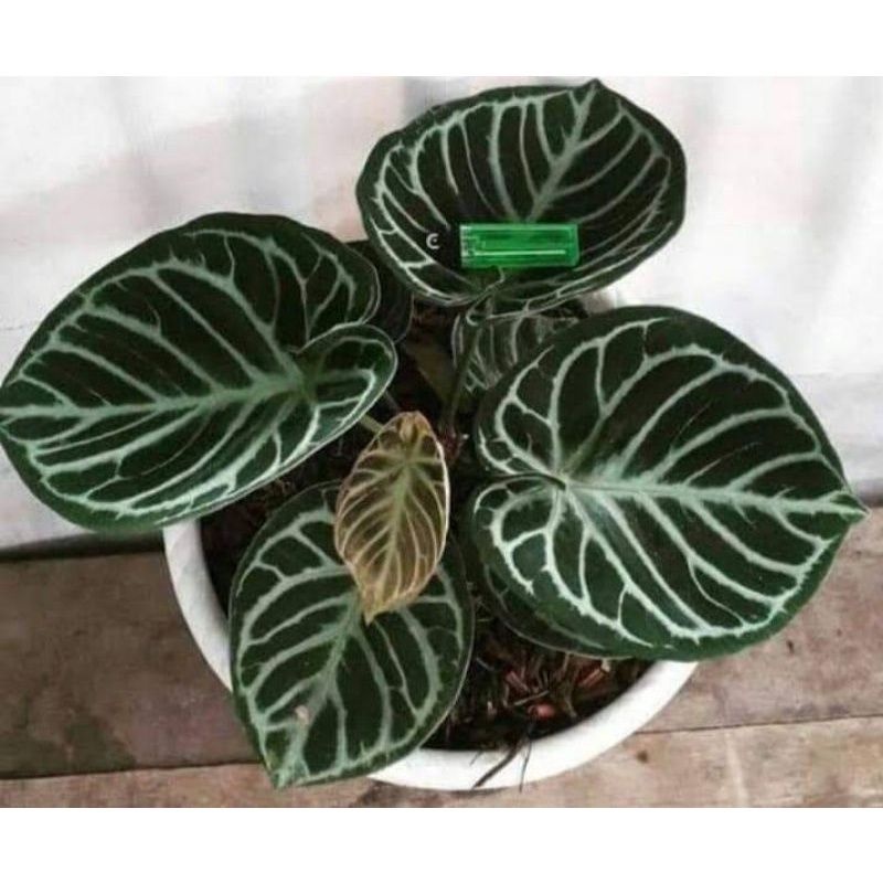 Bibit Dorayaki ori remaja