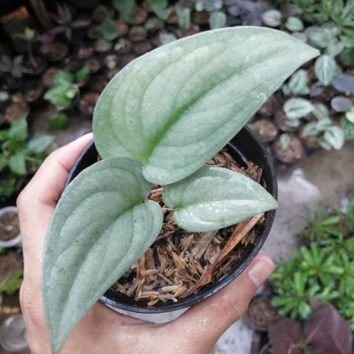 Scindapsus Silver Hero Platinum