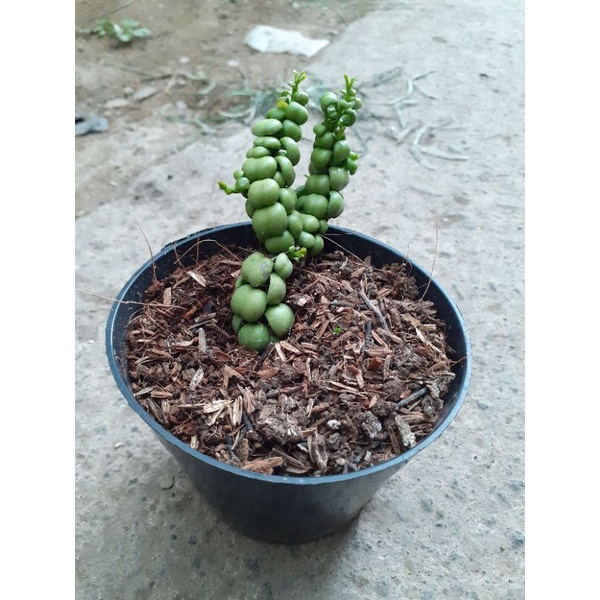 Dischidia Dragon Jade / Dischidia Nummularia
