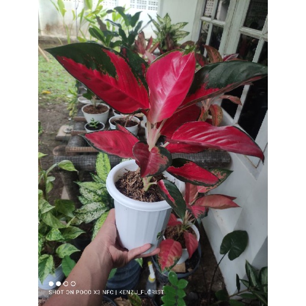 Aglonema suksom jaipong tanian lokal (stang pendek dan panjang, lokan da impor) ukuran besar