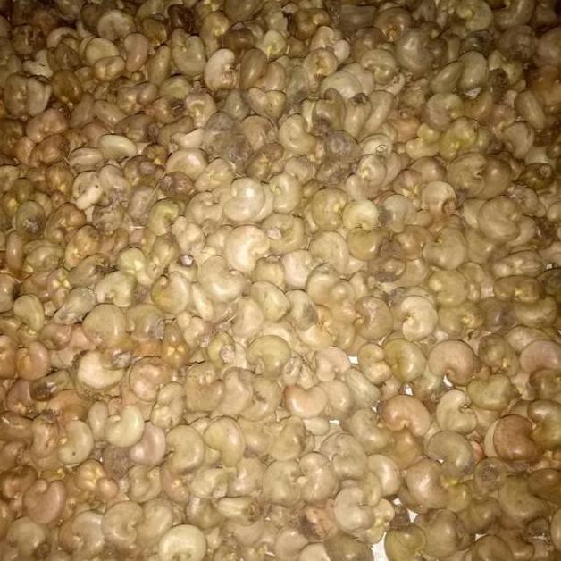 P0K Promo 1 Kg Benih / Bibit / Biji Jambu Monyet / Jambu Mete / Jambu Mente