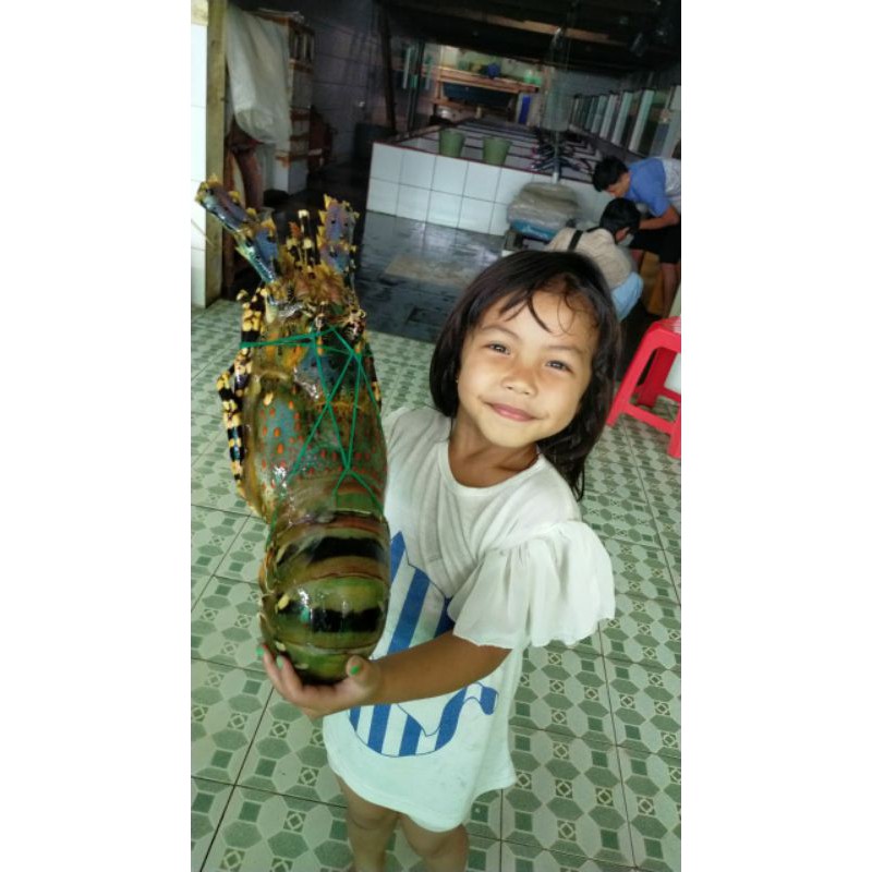 LOBSTER MUTIARA HIDUP UKURAN 1 KG UP