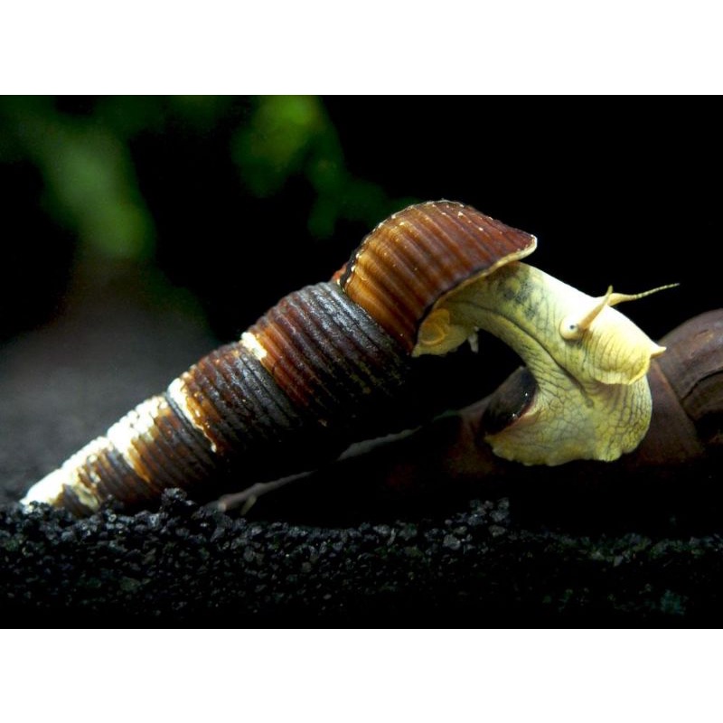 Yellow Rabbit Snail paket 50 ekor