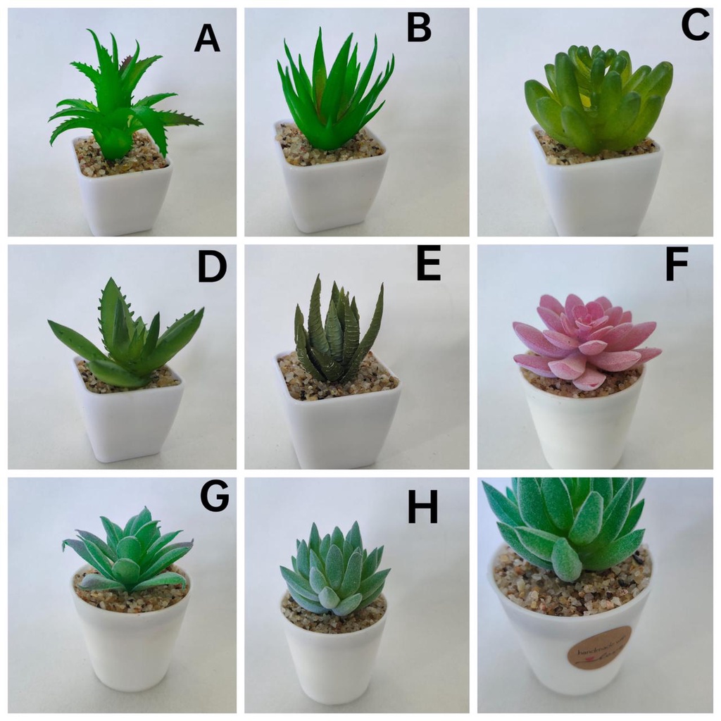 COD KAKTUS MINI KAKTUS PAJANGAN BUNGA KAKTUS TANAMAN SUKULEN TANAMAN HIAS KAKTUS HIAS BUNGA HIAS BUN