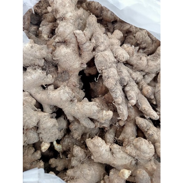 

JAHE EMPRIT LANGSUNG DARI PETANI FRESH
