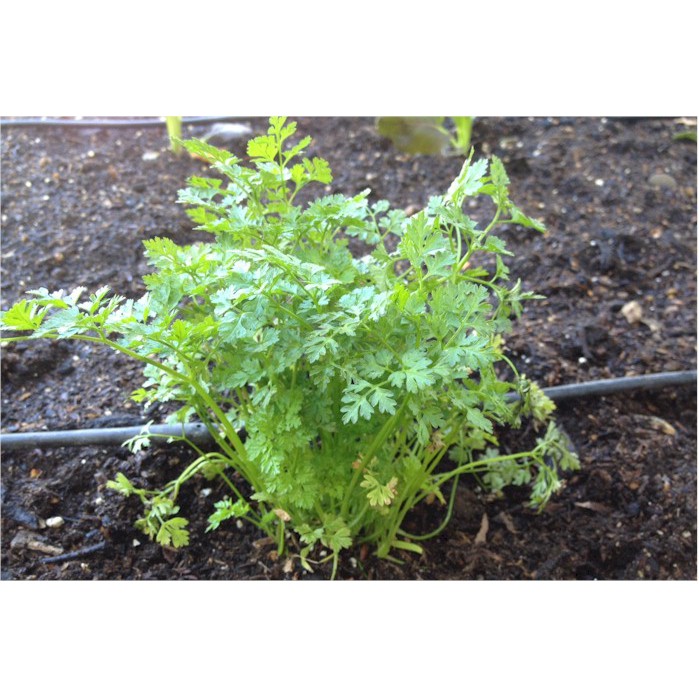 Benih-Bibit Chervil Curled (Haira Seed)