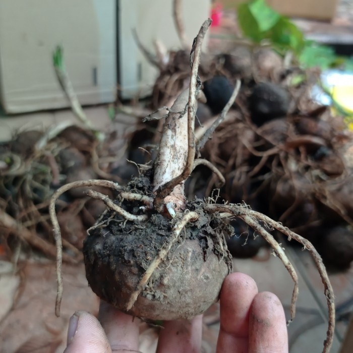 bibit umbi porang 1kg isi 25_50 terbaru