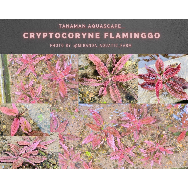 Cryptocoryne Flamingo