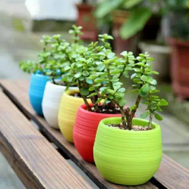 5pc(set) PREMIUM Pot mini bola self watering/Pot sukulen /Pot Kaktus