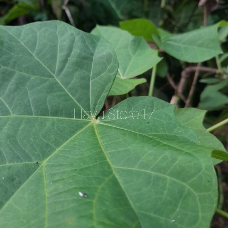 

Daun jarak pagar untuk herbal Ricinus Communis