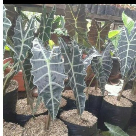 TANAMAN KELADI AMAZON/BIBIT KELADI AMAZON