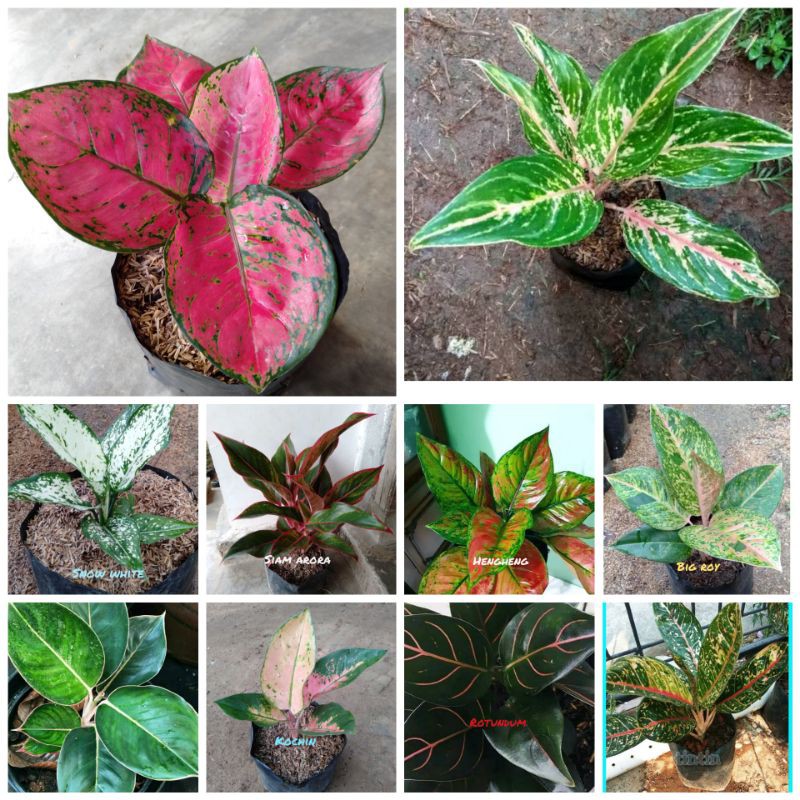 Aglonema 10 jenis