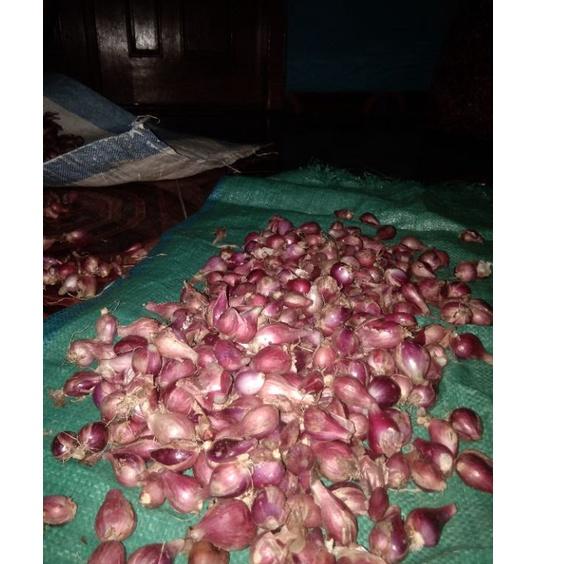 

NEW PRODUCT 9431 1kg bawang merah brebes ㄳ