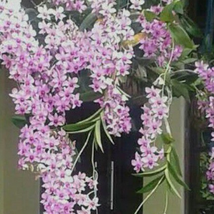 Anggrek Dendrobium Mantangai