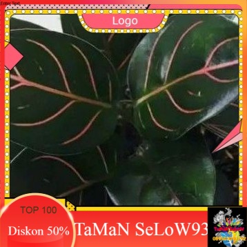 rotundum hijau aglonema rotundum hijau