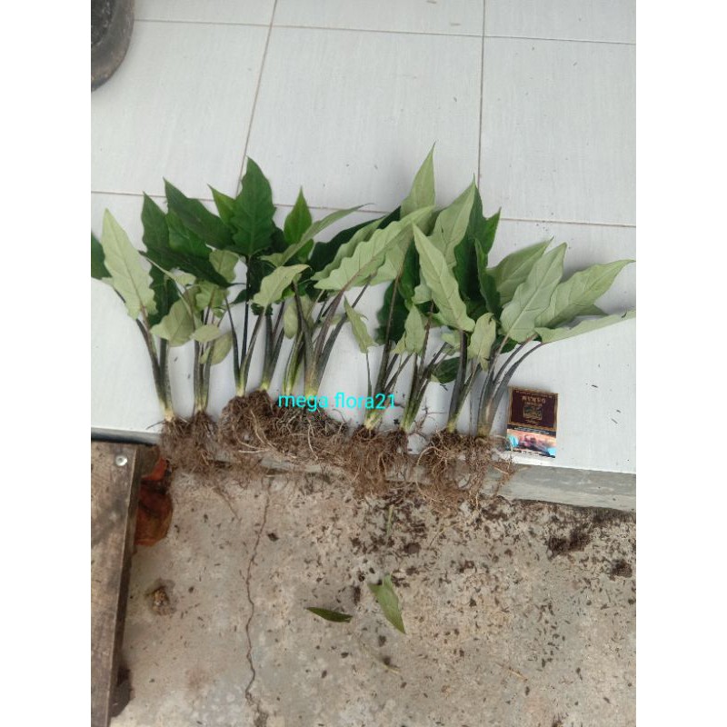 KELADI HITAM KERIS PAPUA PAKET 10 BATANG MURAH