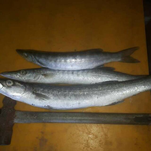 

IKAN ALU ALU FRESH