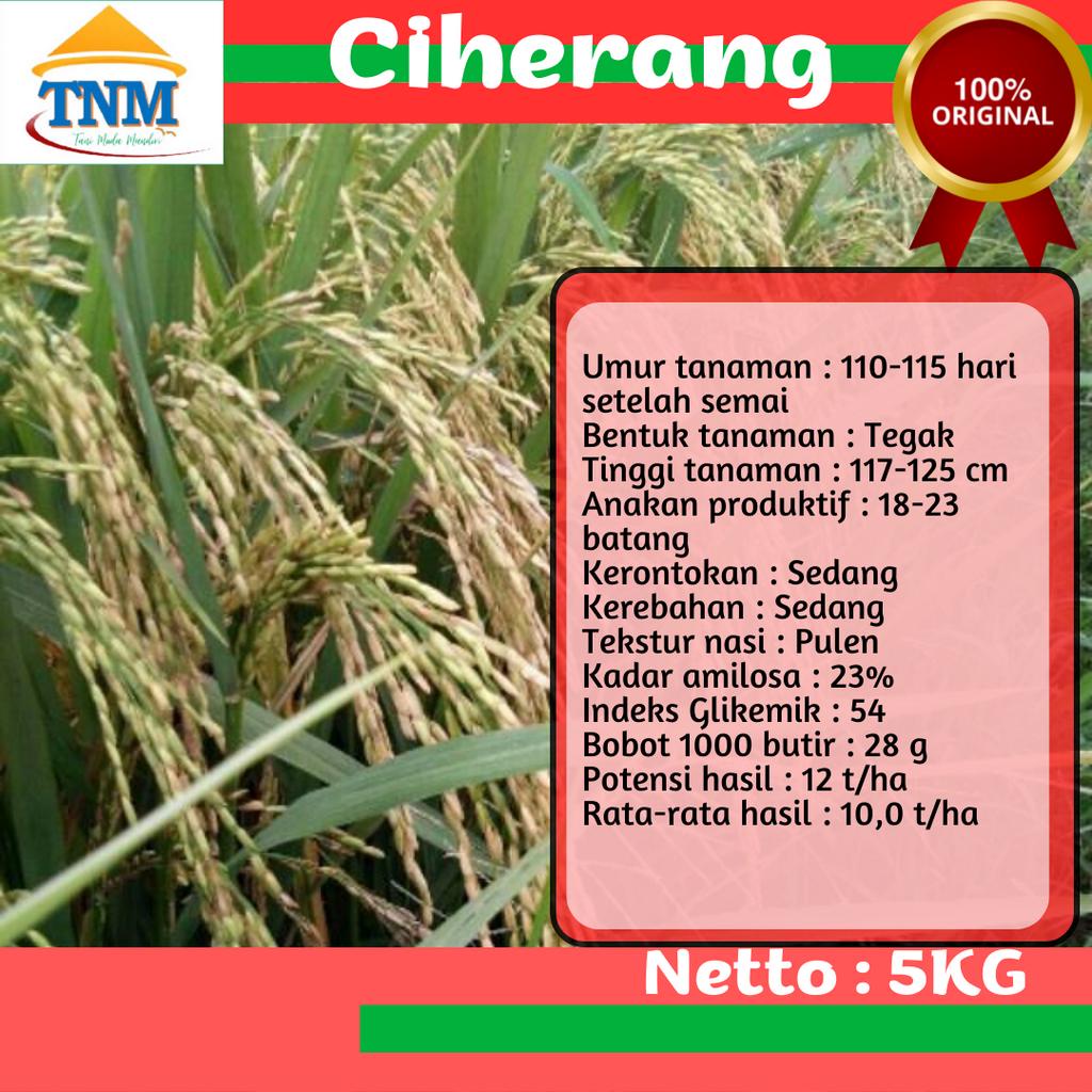BIJI PADI CIHERANG 5KG BIBIT UNGGUL