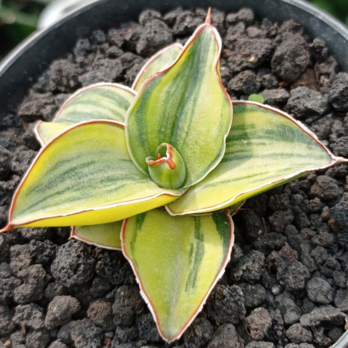 sansevieria kimayo variegata KAKTUS SUKULEN | TANAMAN HIAS