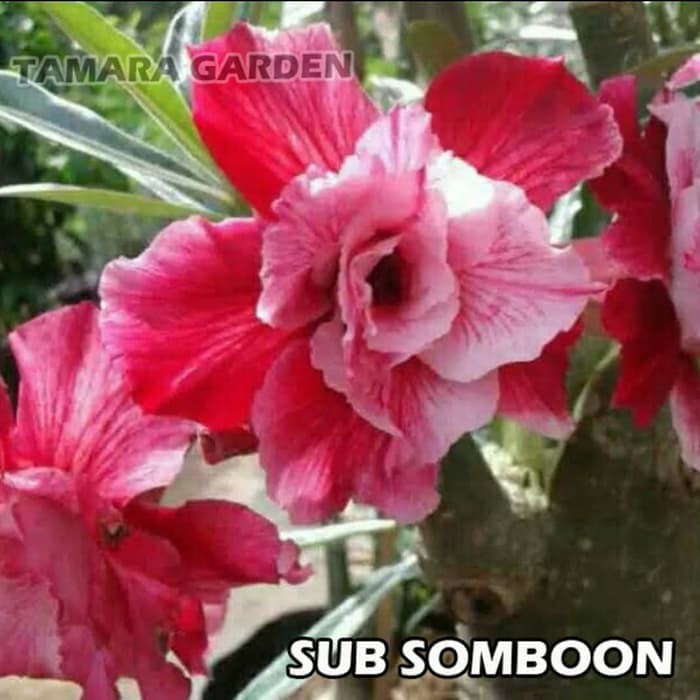 

jual Bibit Bunga Kamboja Adenium Sub Somboon