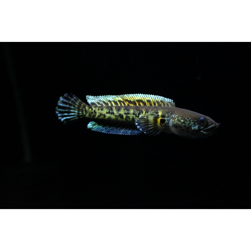 Channa Auranti Baby 8-12 Cm