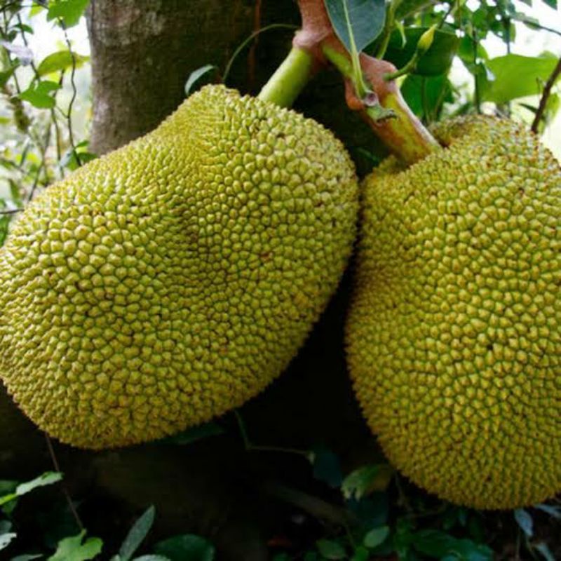 

Nagka mentah/muda 1kg