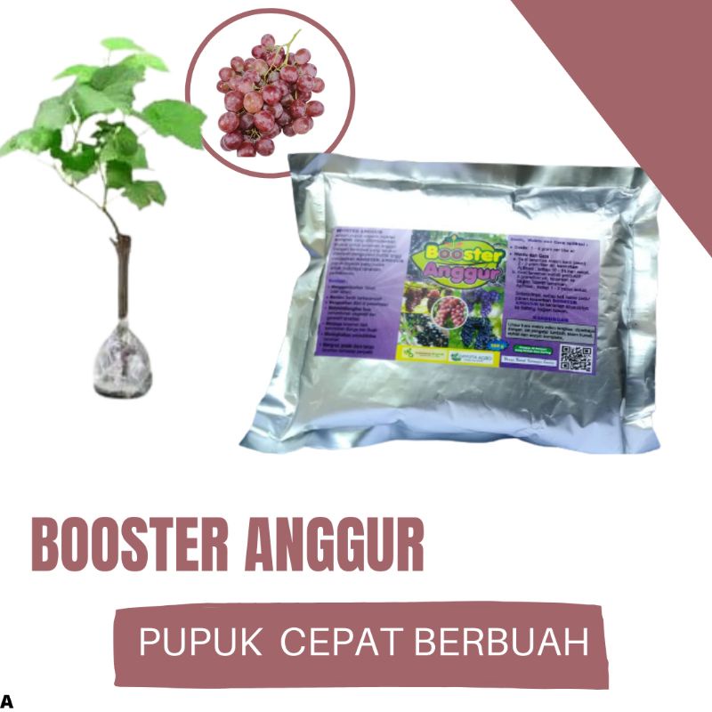 Pupuk Anggur Masa Pertumbuhan Vegetatif, Booster Buah Anggur