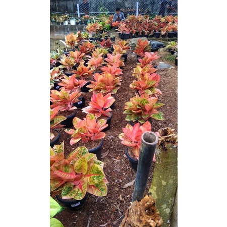 aglonema lady valentin