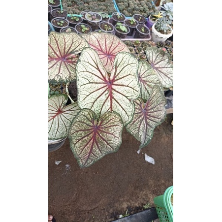 Caladium Lay Thai / Keladi Lay Thai