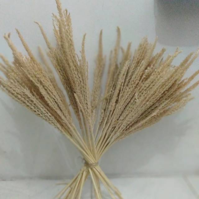 Rustick Bunga kering lokal Shopee Indonesia Rustick Bunga kering lokal Shopee Indonesia
