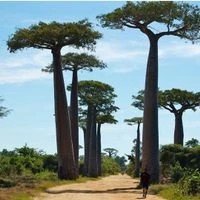 Biji Pohon Baobab Adansonia Digitata