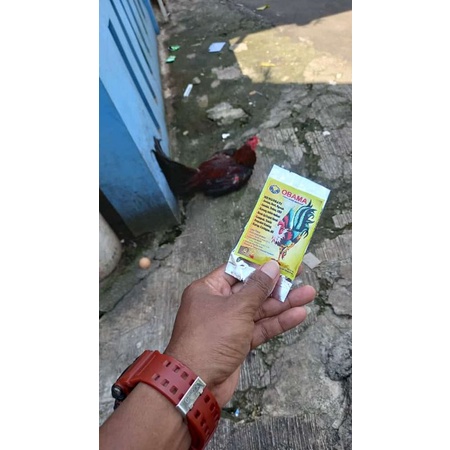 Obama Obat Ayam Manjur, obat ayam paling manjur, ramuan obama