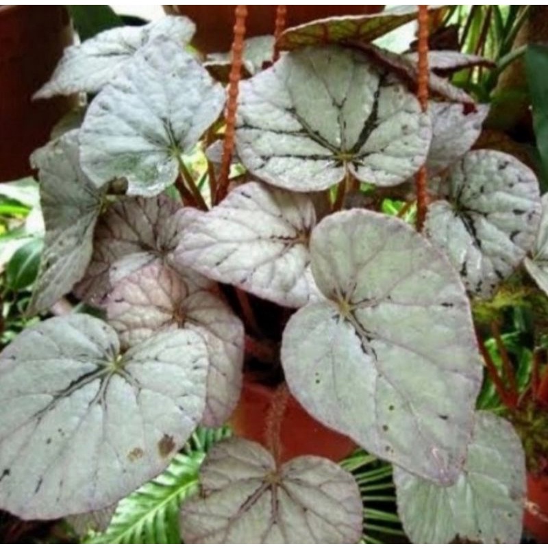 Pohon Begonia Rex Silver Tanaman Hias Indoor Begonia Rex Silver
