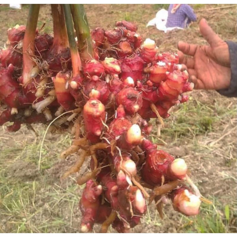 

Jahe Merah (1000gr)