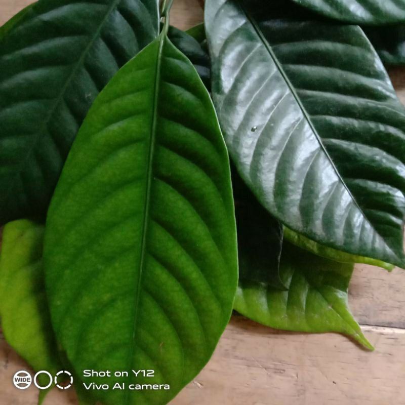 

DAUN PALA SEGAR - DAUN PALA HERBAL - DAU PALA FRESH