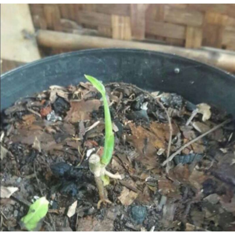 Bibit Tunas Janda Bolong Varigata Jepang - Tunas Janda Bolong Variegata