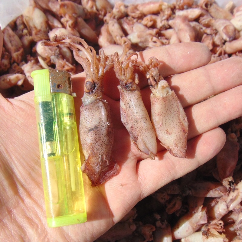 

BABY CUMI ASIN KERING - 1 KG / CUMI ASIN / CUMI ENAK / CUMI ASIN KERING / CUMI ASIN KERING / CUMI KERING MURAH